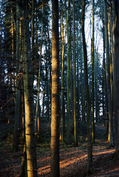 Baumstämme im Morgenlicht