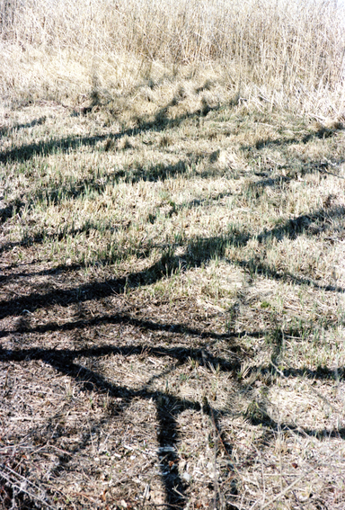 Schattenwurf auf Wiese