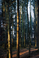 Baumstämme im Morgenlicht