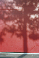 Schattenbaum auf roter Wand