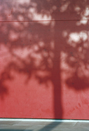 Schattenbaum auf roter Wand